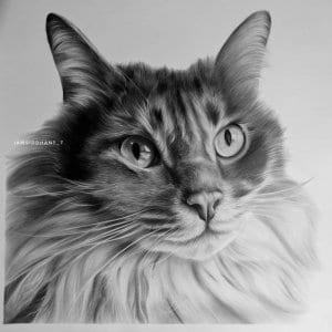 Cat Pencil Portrait Hyper Realistic Portrait-Siddhant