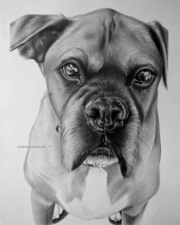 Dog Pencil Portrait Hyper Realistic Portrait-Siddhant