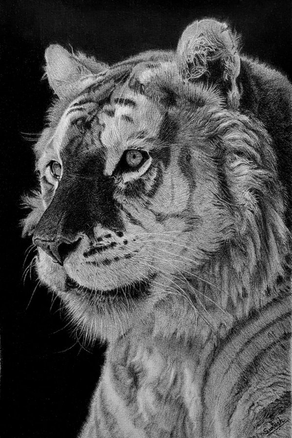 Tiger Hyper Realistic Pencil Portrait- Om Prakash